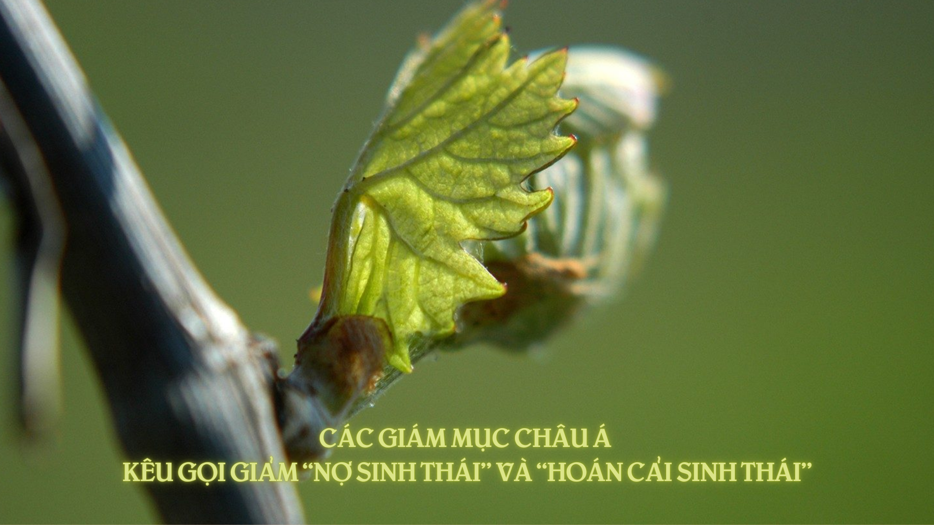 Các Giám mục châu Á kêu gọi giảm “nợ sinh thái” và “hoán cải sinh thái”